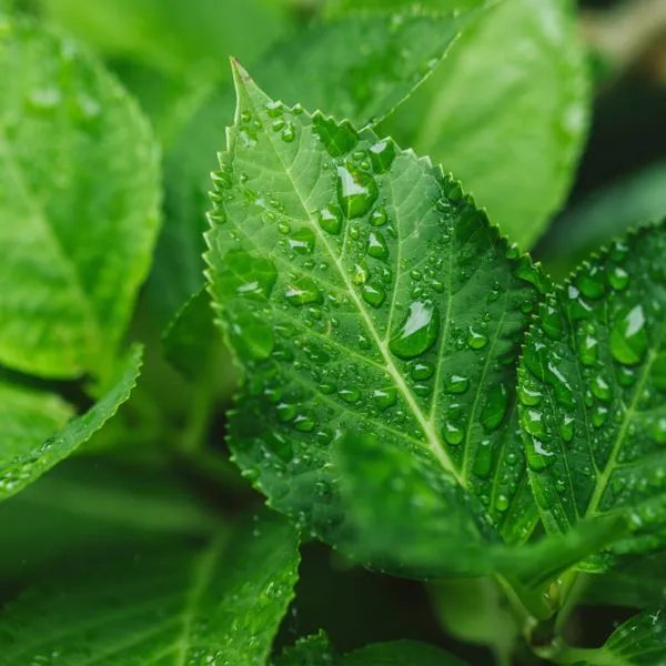 Любоваться красотой