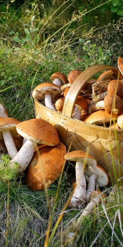 Тихая охота