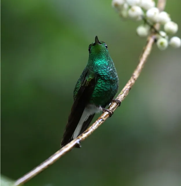 гуляйте в своем парке